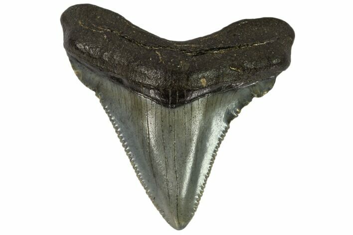 Serrated, Chubutensis Tooth - Megalodon Ancestor #115736